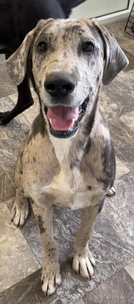 A baby large-sized female Great Dane dog named Minnie Pearl for adoption in Great Bend, KS