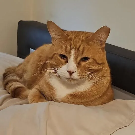 An adult medium-sized male Orange / Red Domestic Short Hair cat named Sammy for adoption in Kingman, KS