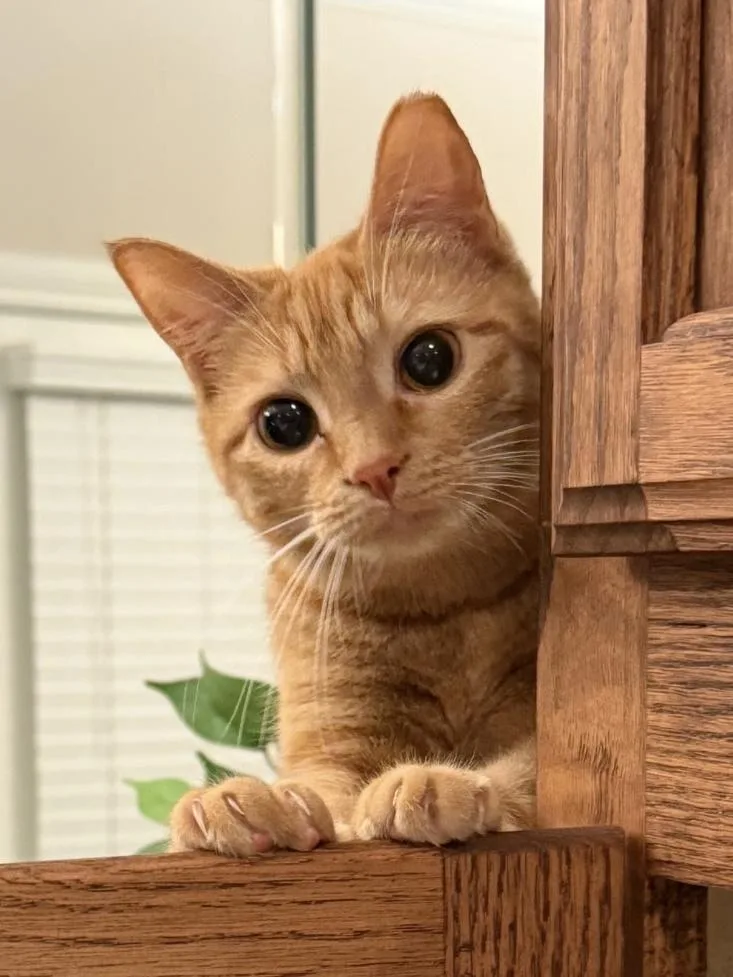 An adult medium-sized female Domestic Short Hair cat named Caitlin Clark for adoption in Dallas, TX