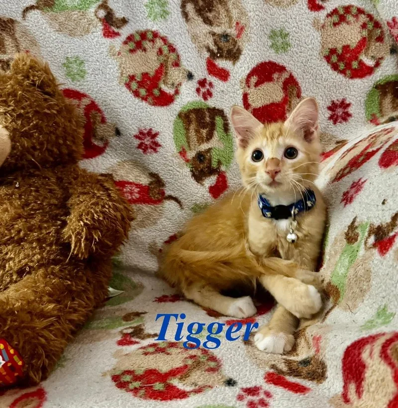 A baby small-sized male Tabby (Orange / Red) Tabby cat named Tiger for adoption in Orlando, FL