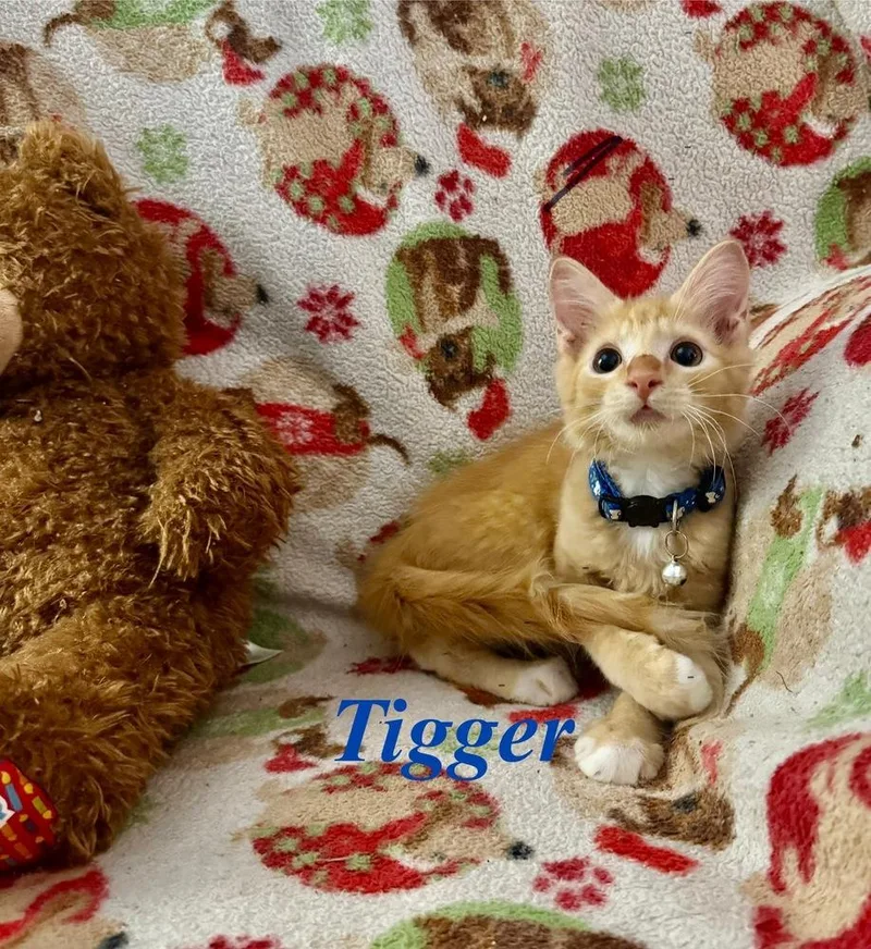 Tiger thumbnail 2