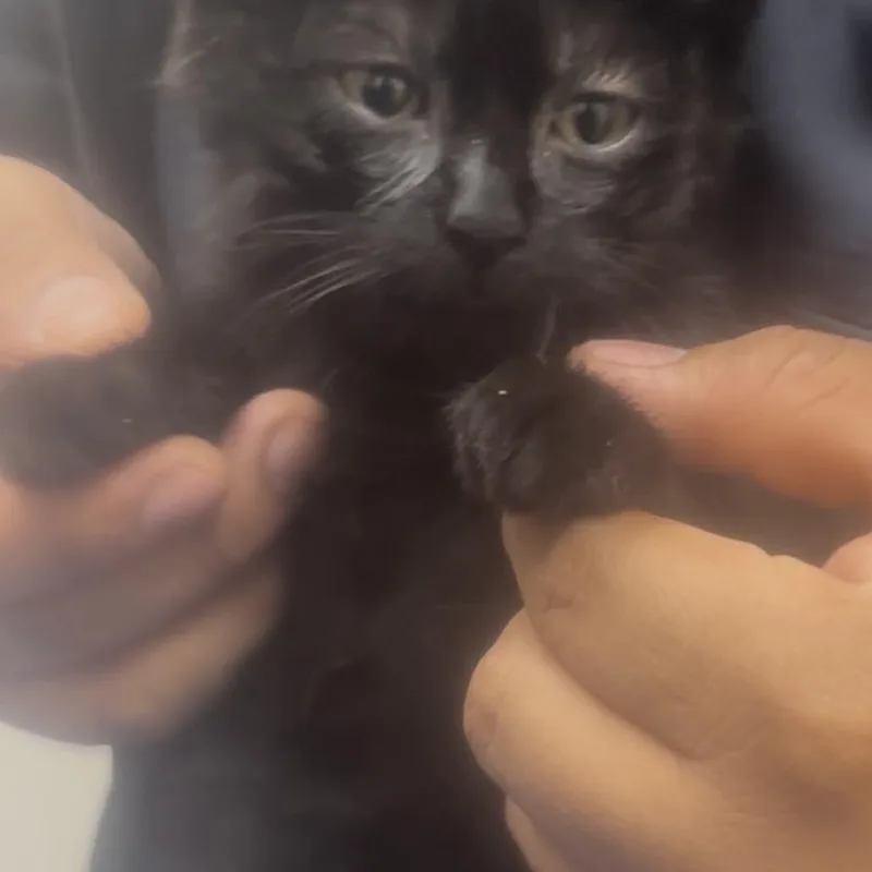 A baby small-sized female Black Domestic Short Hair cat named Bliss for adoption in Brooklyn, NY