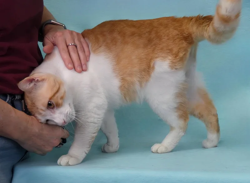 A young large-sized male Orange & White Domestic Short Hair cat named Jameson for adoption in Pasadena, CA