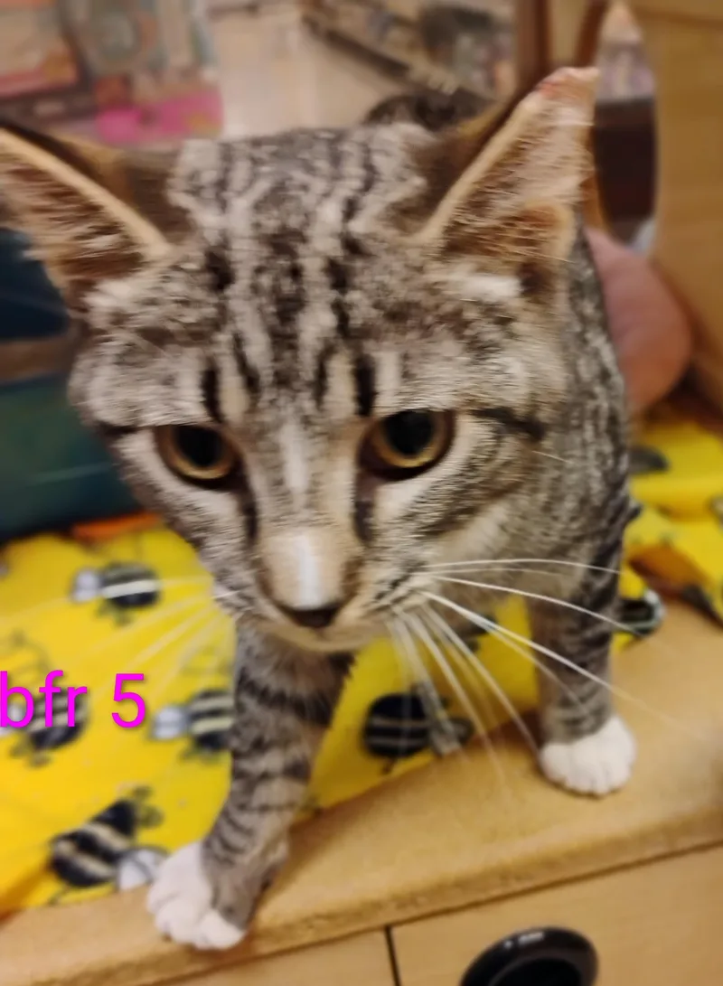 A young medium-sized male Domestic Short Hair cat named Bronco for adoption in Williamsburg, VA