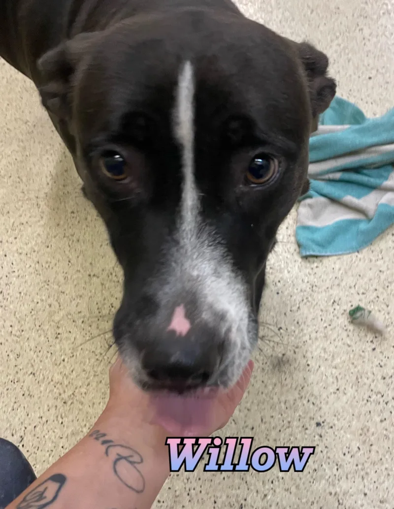 An adult medium-sized female Terrier dog named Willow for adoption in Muncie, IN