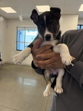 Slinky Dog thumbnail 2