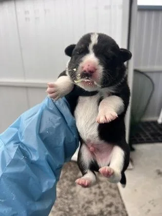 Slinky Dog thumbnail 3