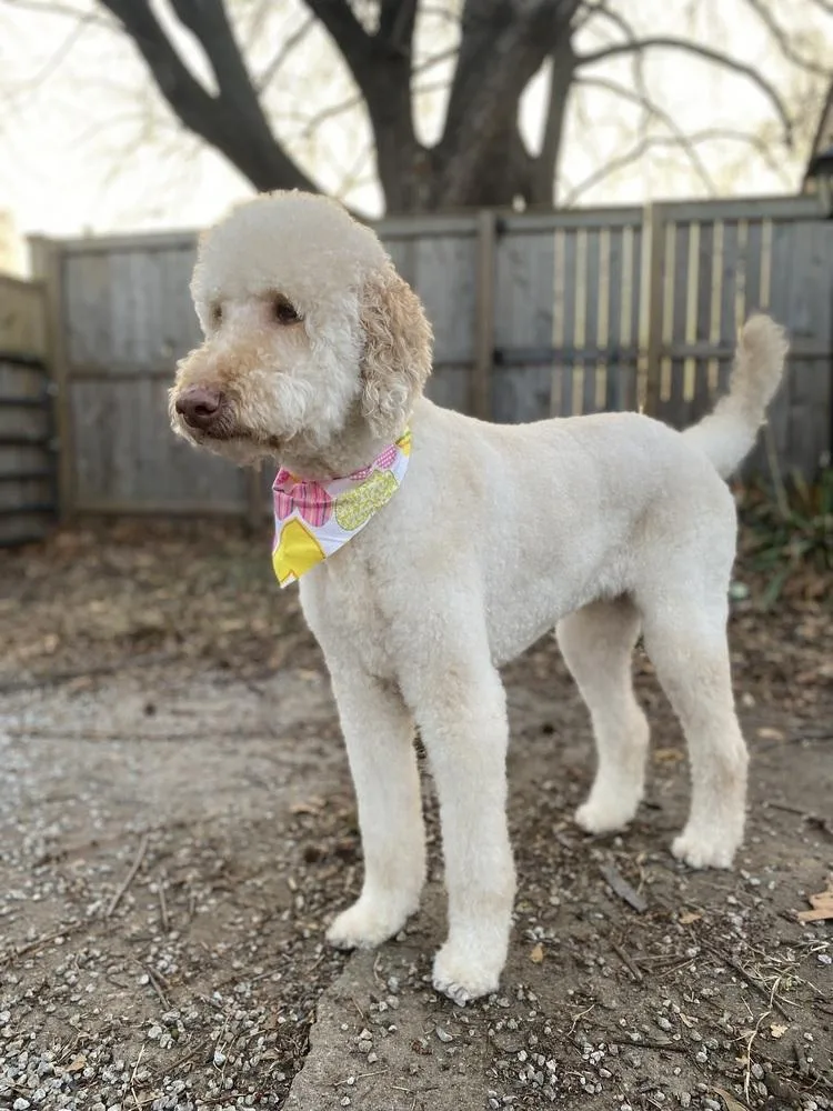 An adult large-sized female Goldendoodle dog named Dixie for adoption in Tulsa, OK
