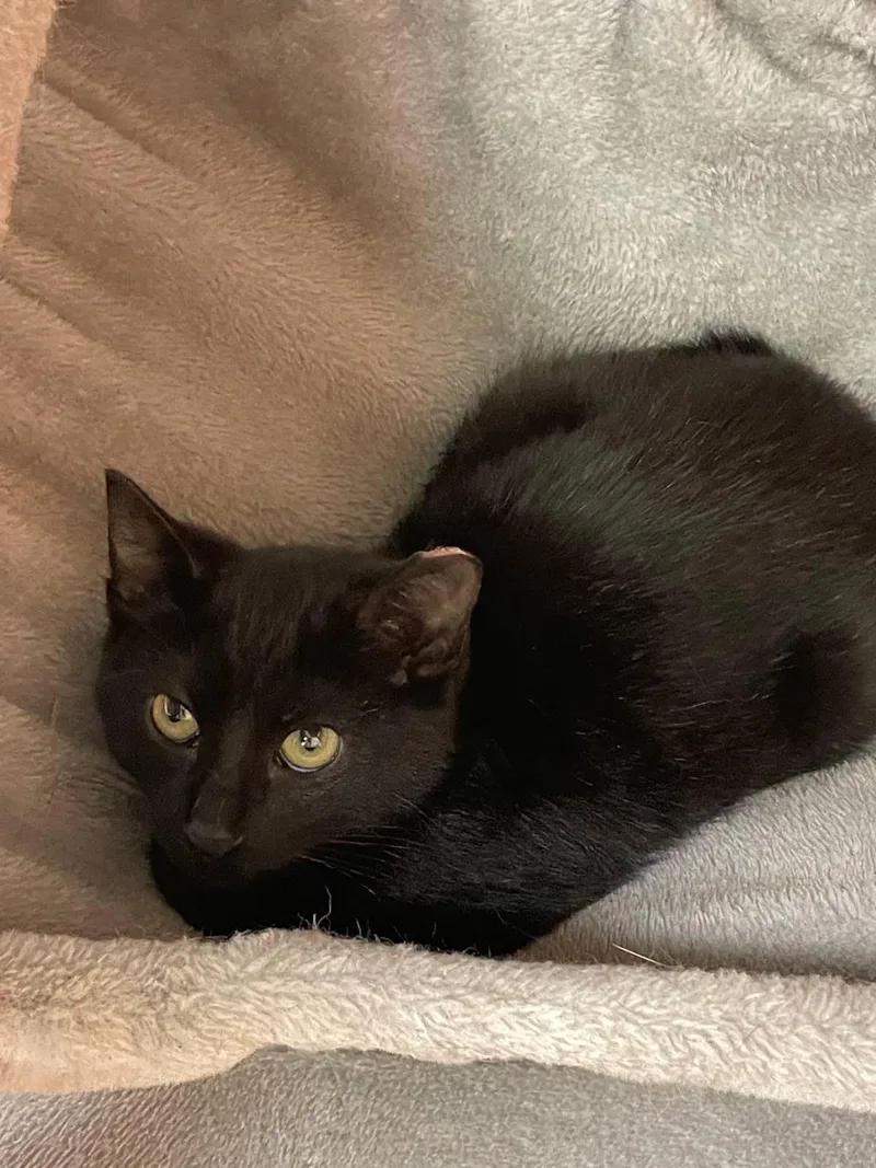 A baby medium-sized male Black Domestic Short Hair cat named Marky for adoption in Hartville, OH