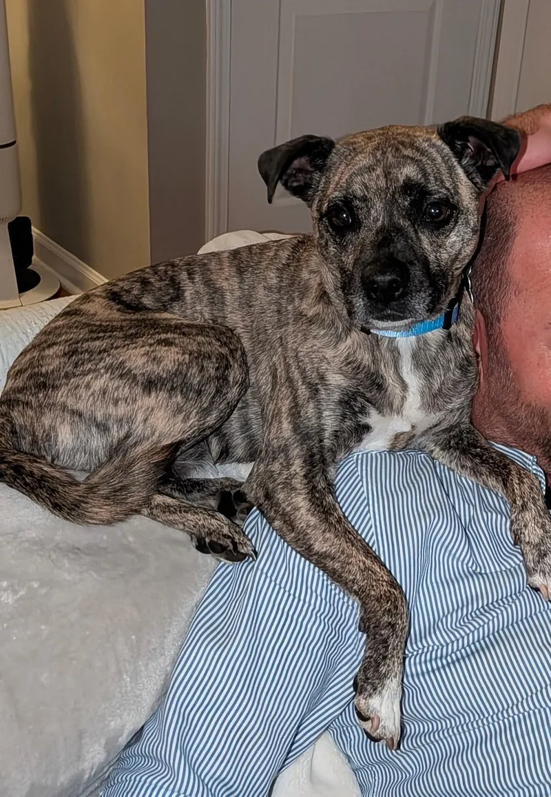 An adult medium-sized male Terrier dog named Allen for adoption in St. Louis, MO