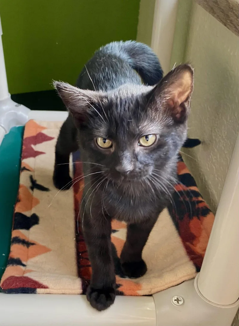 A young medium-sized female Black Domestic Short Hair cat named Snap for adoption in Fargo, ND