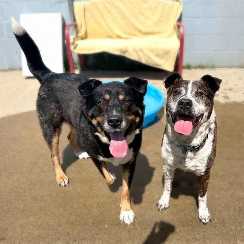 A senior medium-sized male Mixed Breed dog named Buddy for adoption in Olean, NY