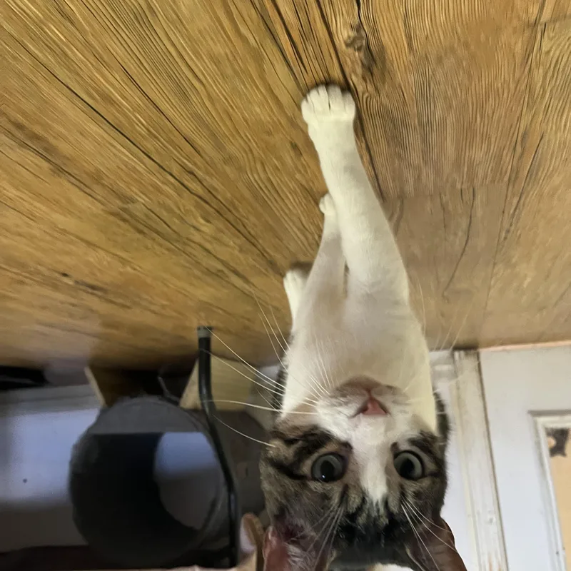 A young large-sized male Gray & White Domestic Short Hair cat named Nash for adoption in Hammond, LA