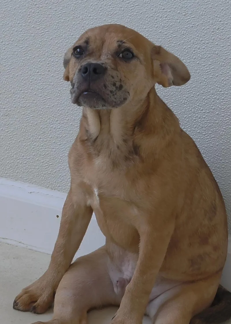 A baby medium-sized male French Bulldog dog named Mulligan for adoption in Dandridge, TN