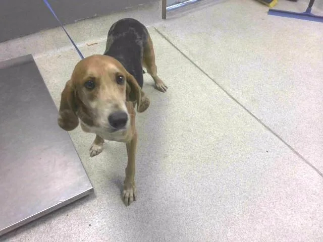 A young medium-sized male Foxhound dog named Rueger for adoption in Tallahassee, FL