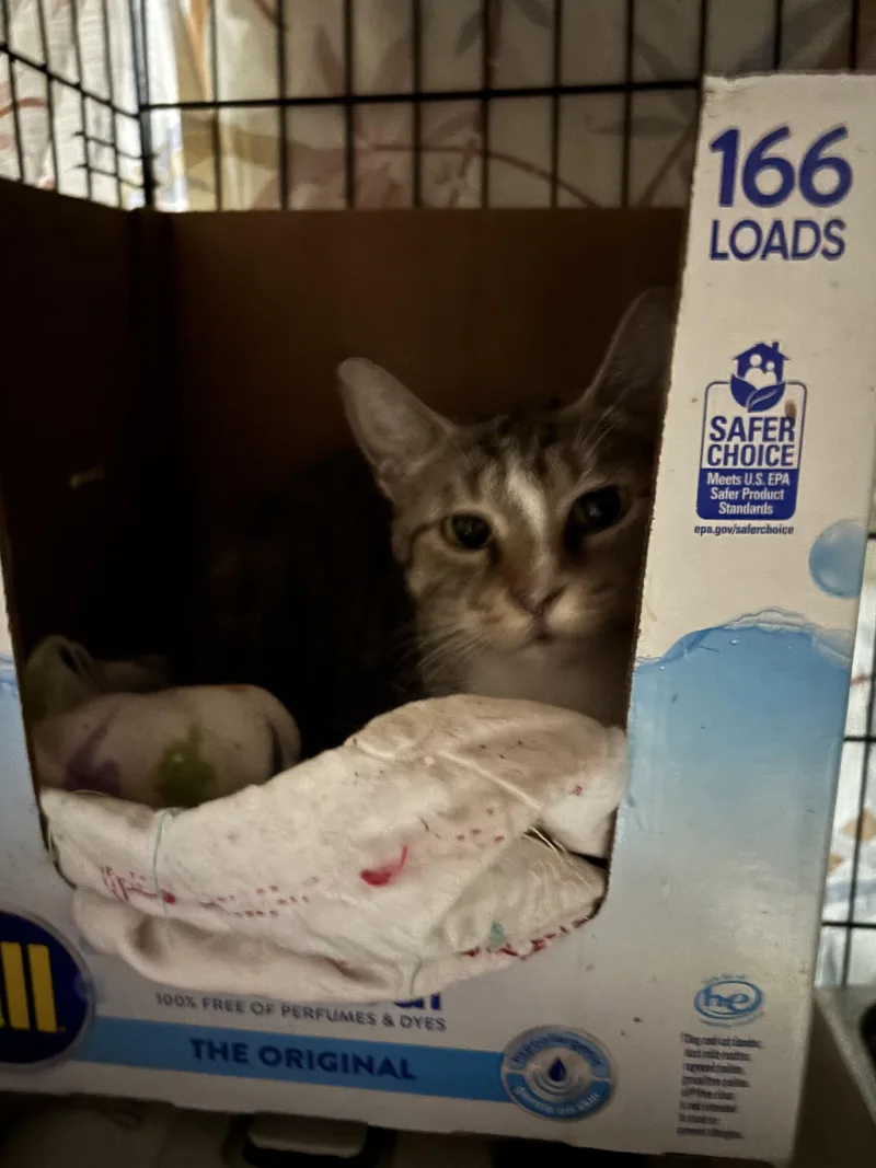 Rosemary thumbnail 2