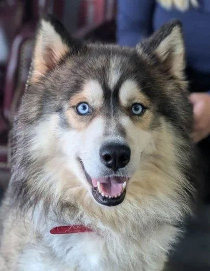 An adult large-sized male Siberian Husky dog named Kenai for adoption in La Harpe, KS