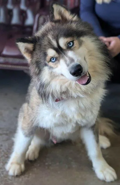 Kenai thumbnail 2