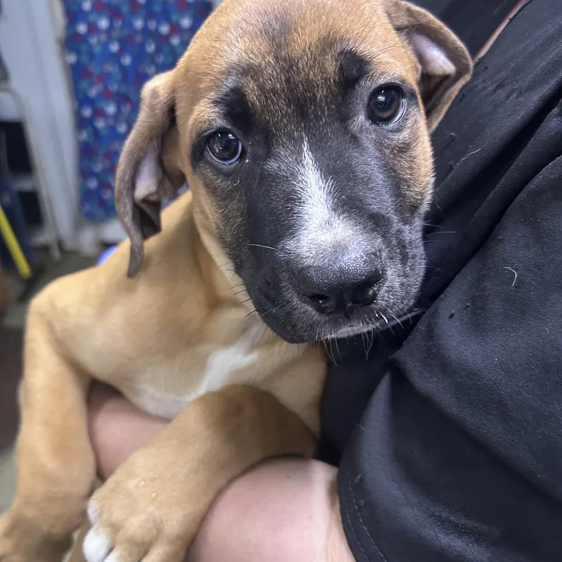A baby small-sized male Brown / Chocolate Boxer dog named Travis for adoption in Summerville, SC