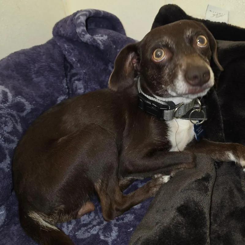 Tracy  Chino Hills thumbnail 2