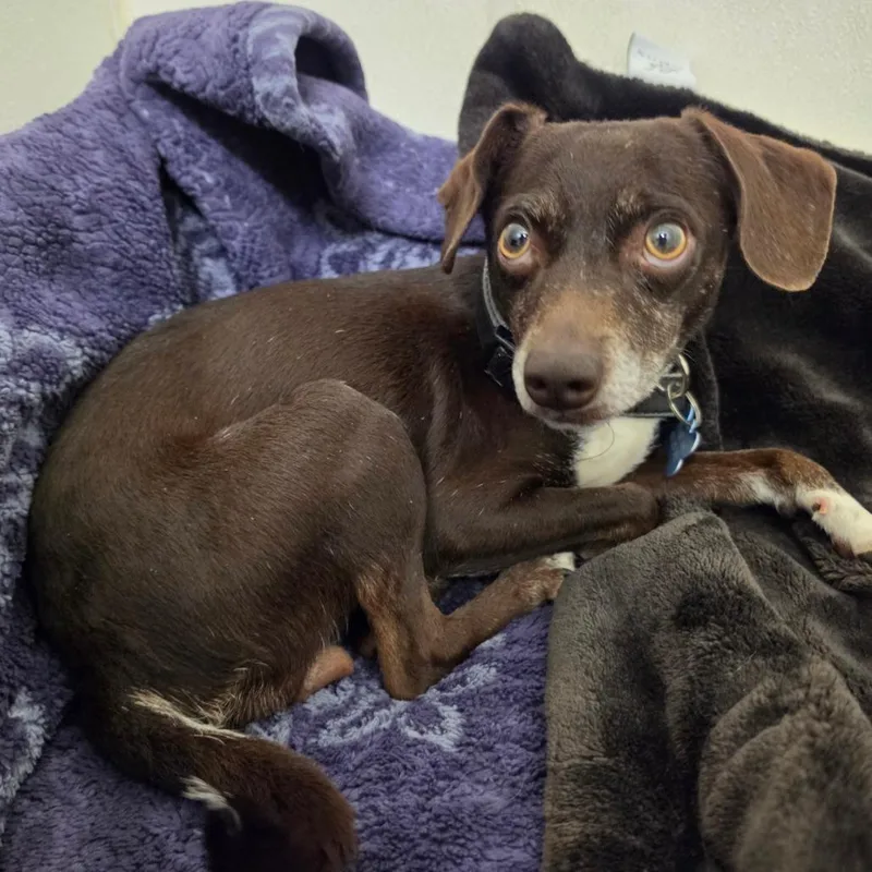 Tracy  Chino Hills thumbnail 3