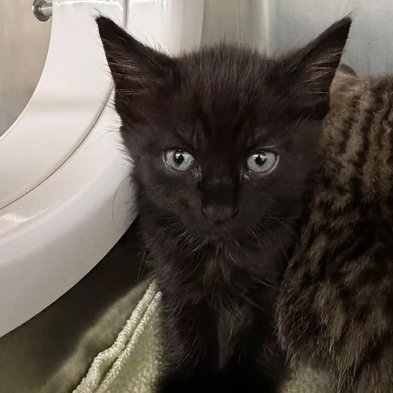 A baby small-sized female Black Domestic Short Hair cat named Padme for adoption in West Palm Beach, FL