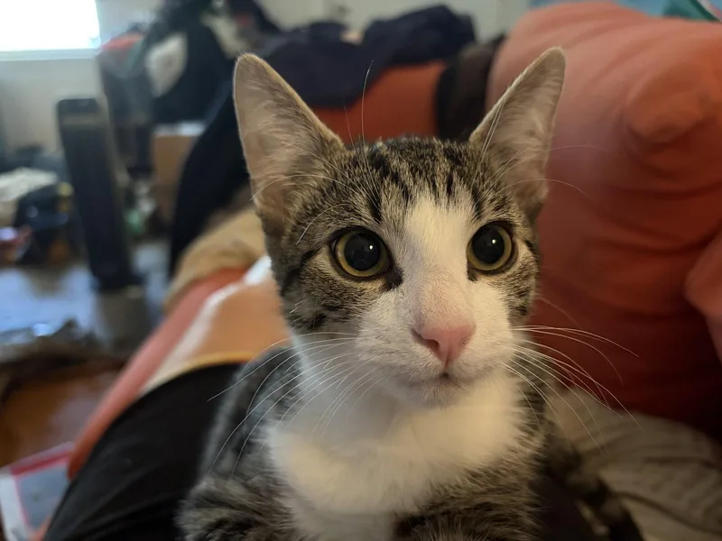 A young small-sized male Domestic Short Hair cat named Cachito for adoption in Philadelphia, PA