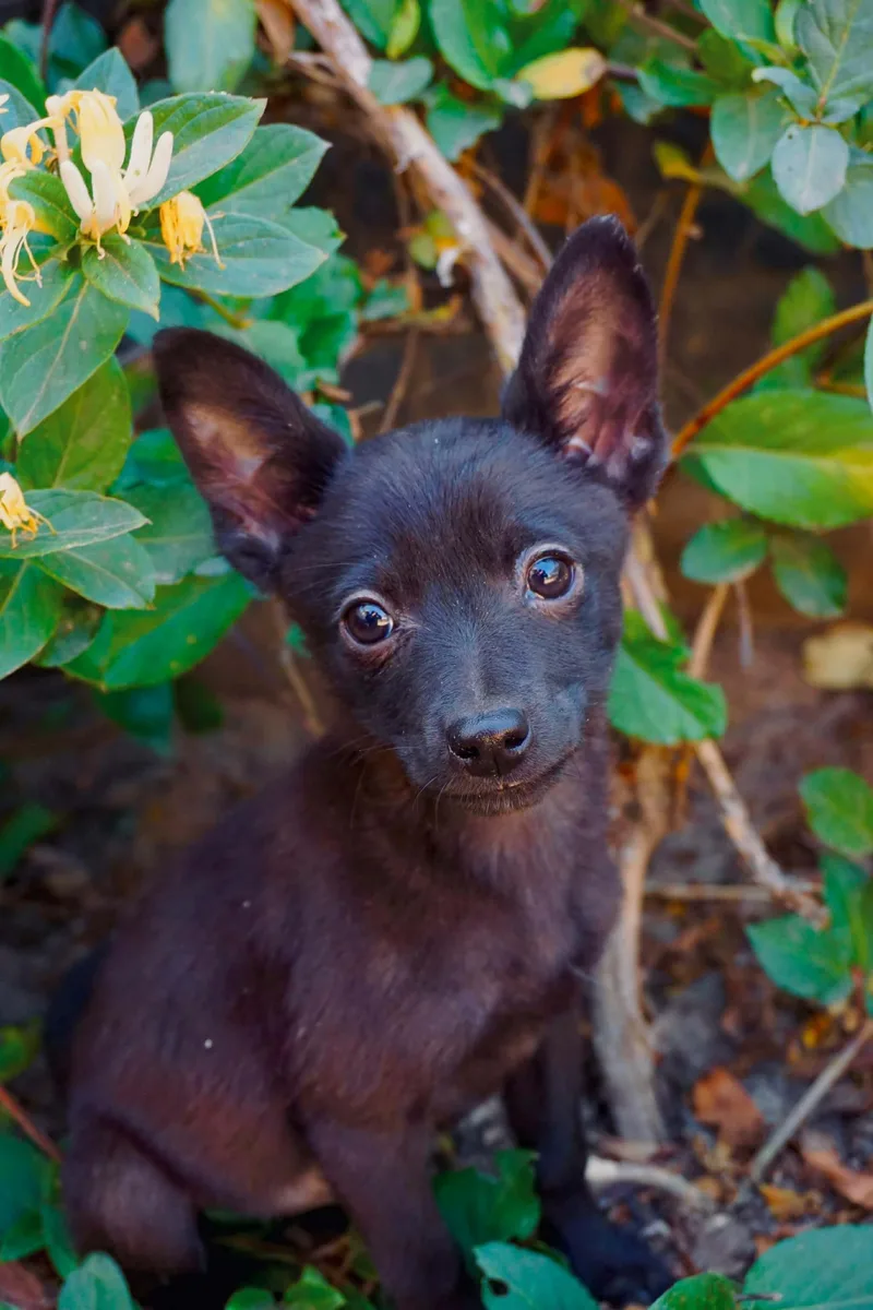 A baby small-sized female Chihuahua dog named Pepita for adoption in San Diego, CA