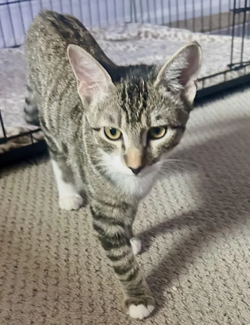 A young medium-sized male Domestic Short Hair cat named Romeo Star for adoption in Scottsdale, AZ
