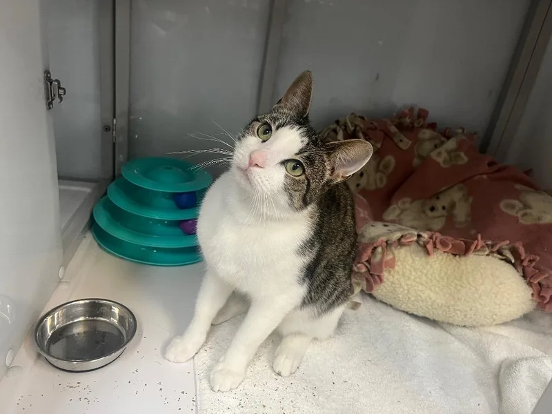 A young medium-sized female Domestic Short Hair cat named Brook Trout for adoption in Raleigh, NC