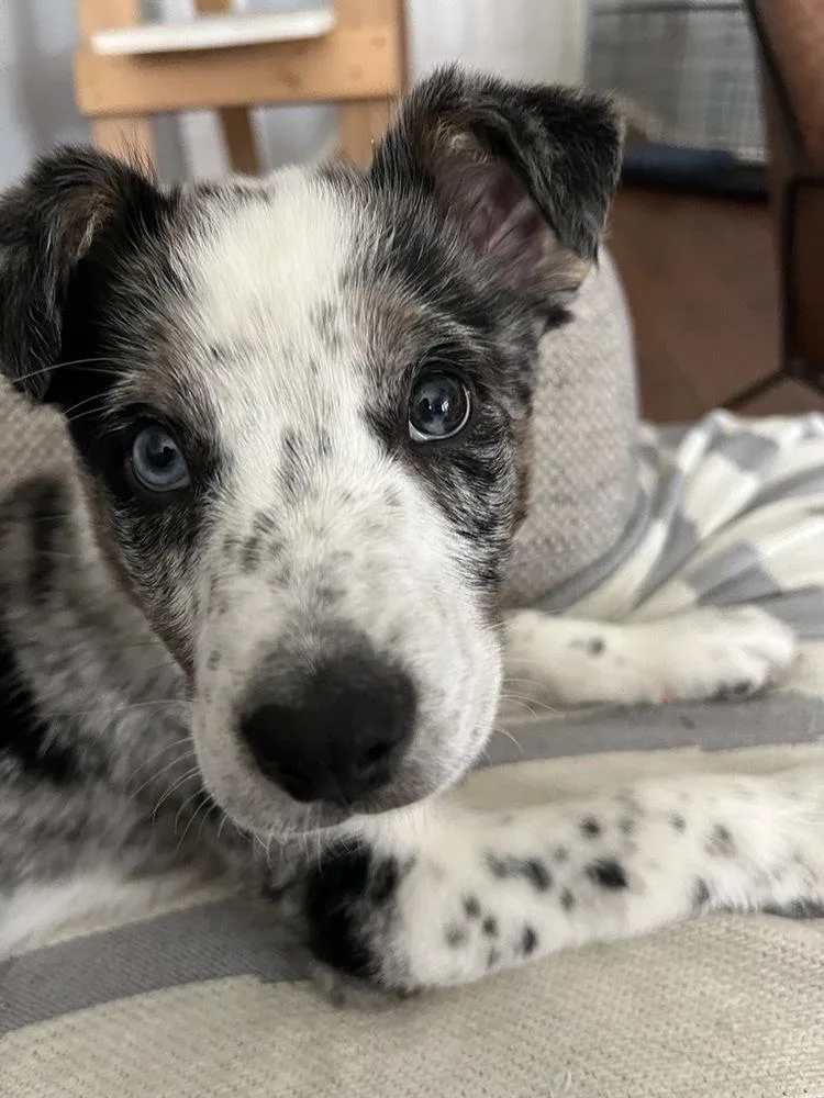 A young medium-sized male Merle (Blue) Border Collie dog named Beau for adoption in Allen, TX