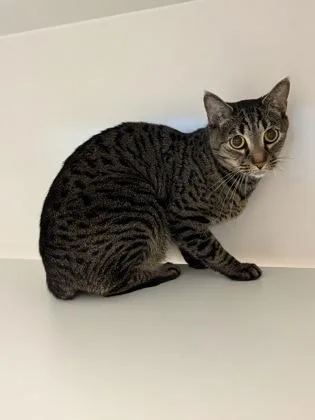 An adult small-sized female Domestic Short Hair cat named Stella Rose for adoption in Fairfax, VA