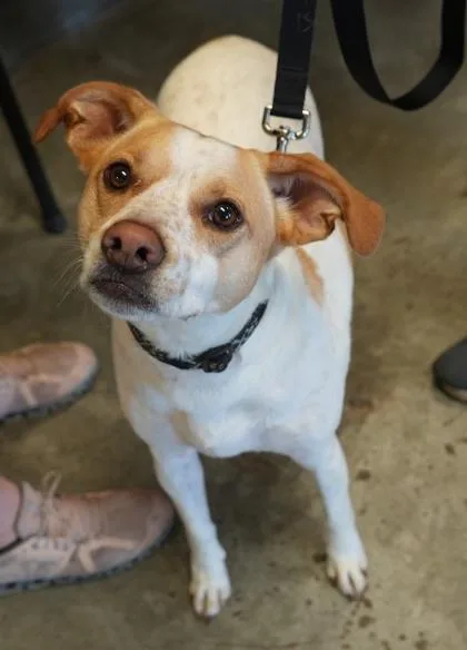 An adult medium-sized male Terrier dog named Sid for adoption in Bowling Green, KY