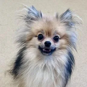 An adult small-sized male Pomeranian dog named Little Bear for adoption in Fairfax, VA