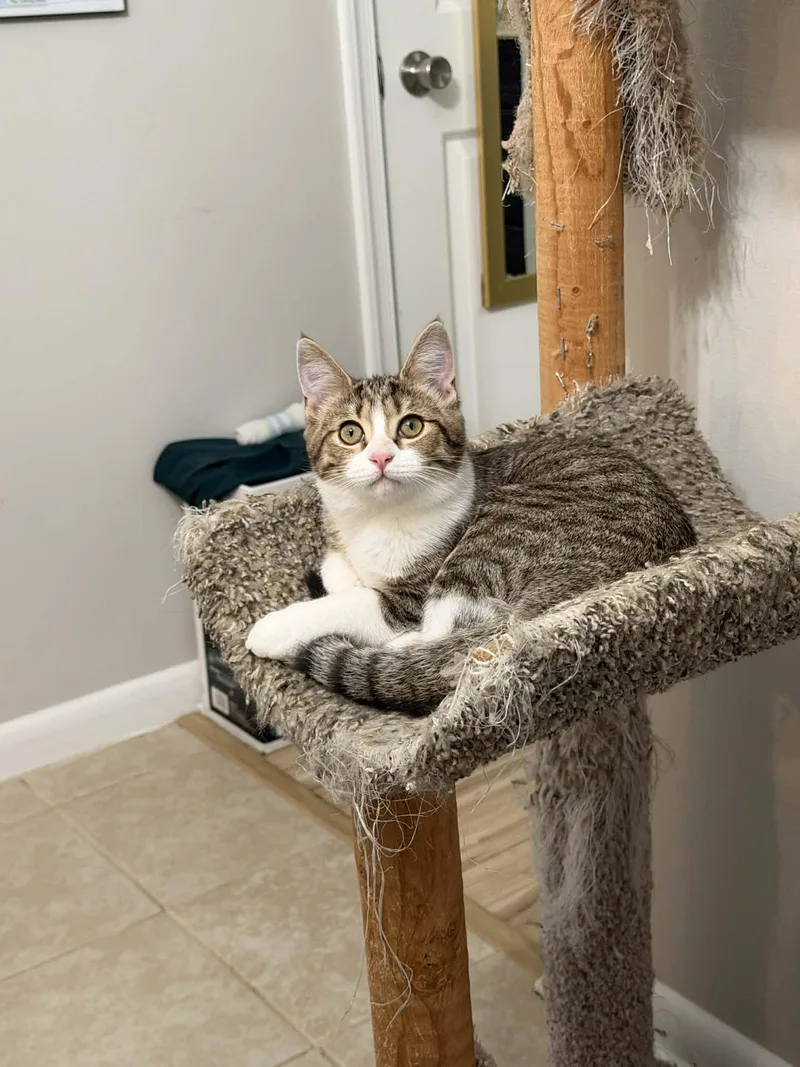 A baby small-sized female Domestic Short Hair cat named Hilda Iris Roundbottom for adoption in Sterling, VA