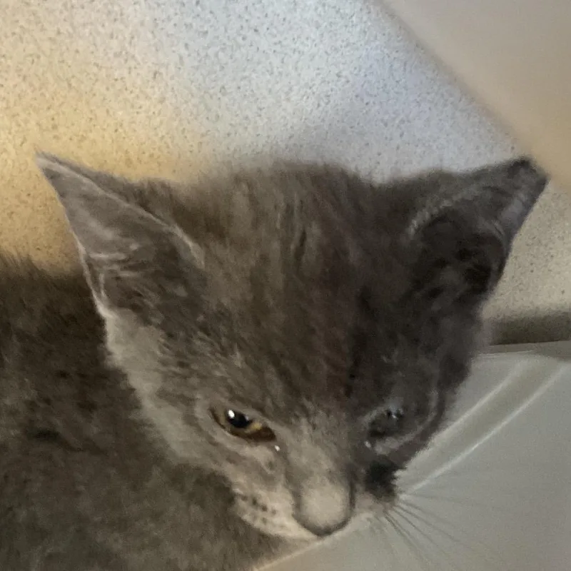 A baby small-sized male Gray / Blue / Silver Domestic Short Hair cat named Kennedy for adoption in Redwood City, CA
