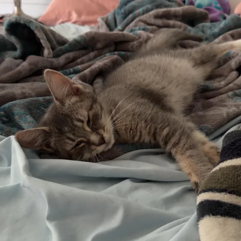 A baby small-sized male Gray / Blue / Silver Domestic Short Hair cat named Sean for adoption in Hamburg, NY