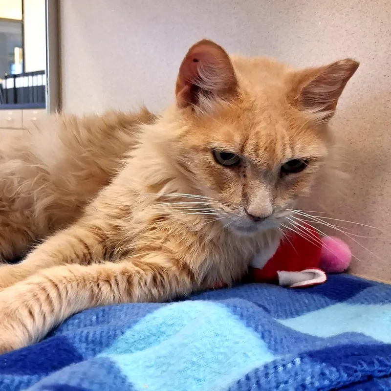 A senior small-sized female Orange / Red Domestic Medium Hair cat named Cam for adoption in Lake Jackson, TX