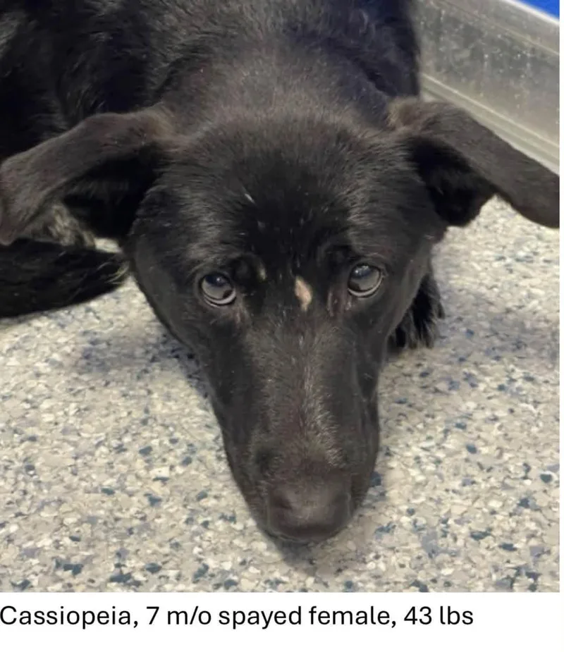 A baby medium-sized female Black Labrador Retriever dog named Cassiopeia for adoption in Oswego, IL
