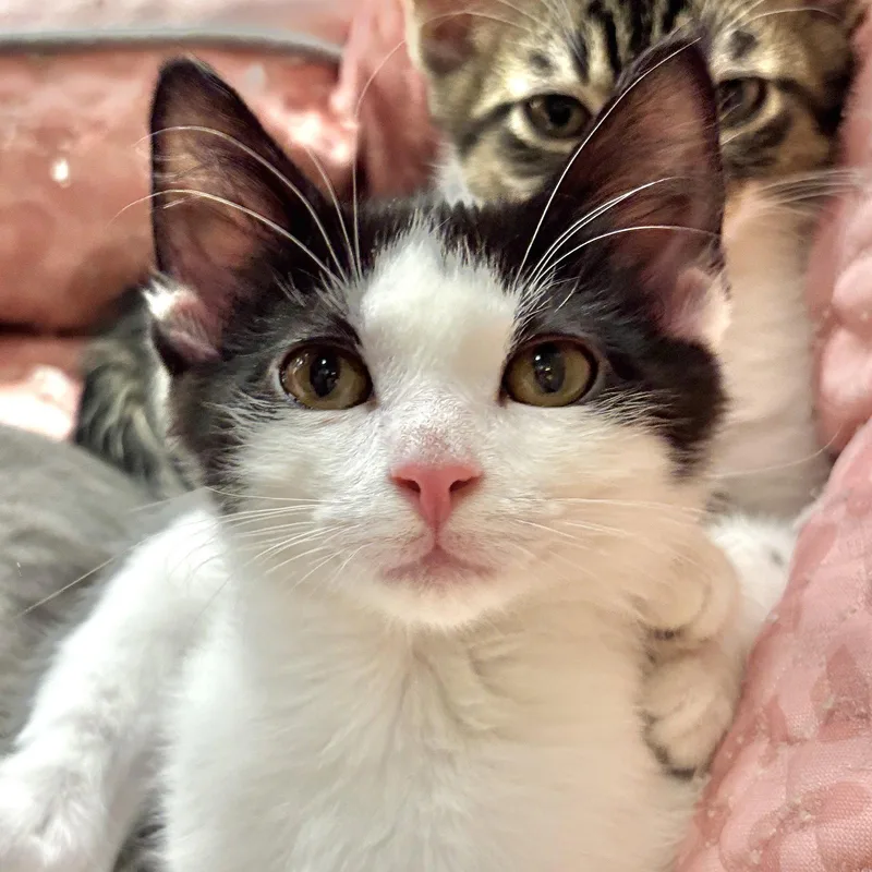A baby medium-sized male Domestic Short Hair cat named Spanky for adoption in Sonora, CA