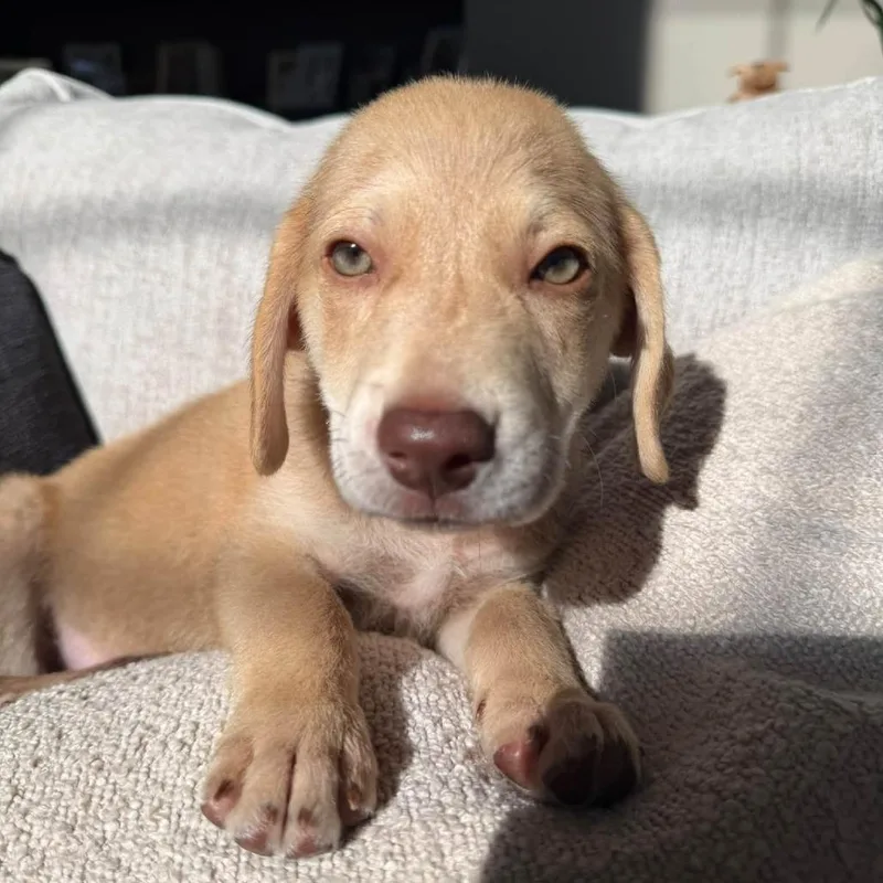 A baby medium-sized male Hound dog named Peanut for adoption in Joliet, IL