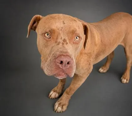 A young medium-sized male Pit Bull Terrier dog named Toothless for adoption in Bowling Green, KY