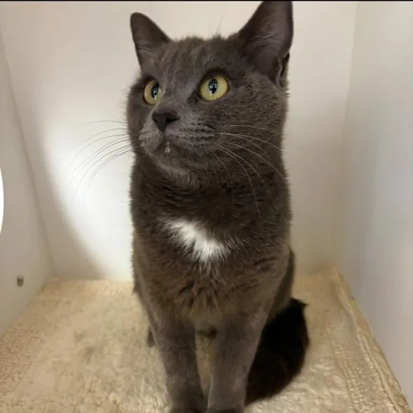 An adult medium-sized female Gray / Blue / Silver Domestic Short Hair cat named Rosalina for adoption in Mebane, NC