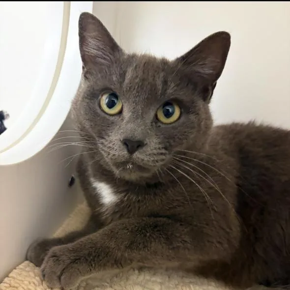 Rosalina thumbnail 4