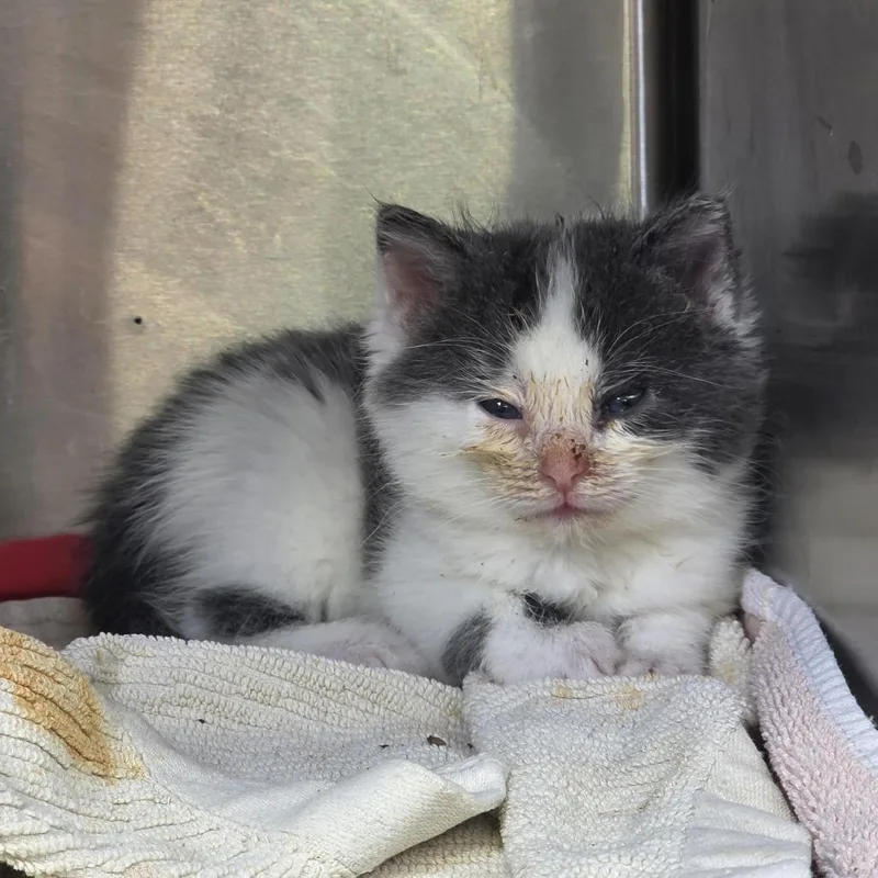 A baby small-sized male White Domestic Short Hair cat named Nolan for adoption in Indianapolis, IN