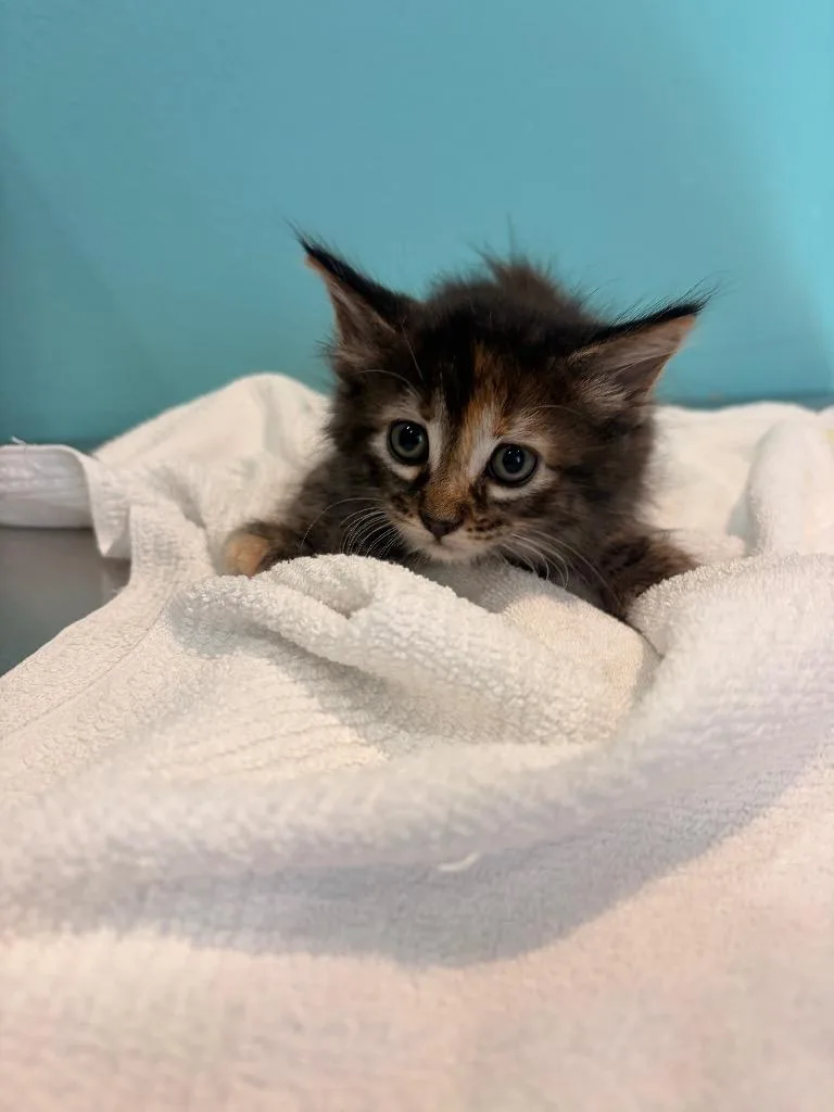 A baby medium-sized female Domestic Medium Hair cat named EE Peony for adoption in Ashland, WI