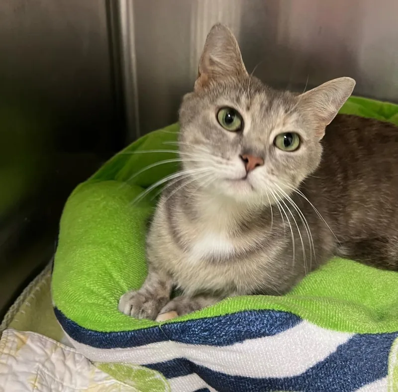 A young medium-sized female Domestic Short Hair cat named Valeria for adoption in Greeneville, TN