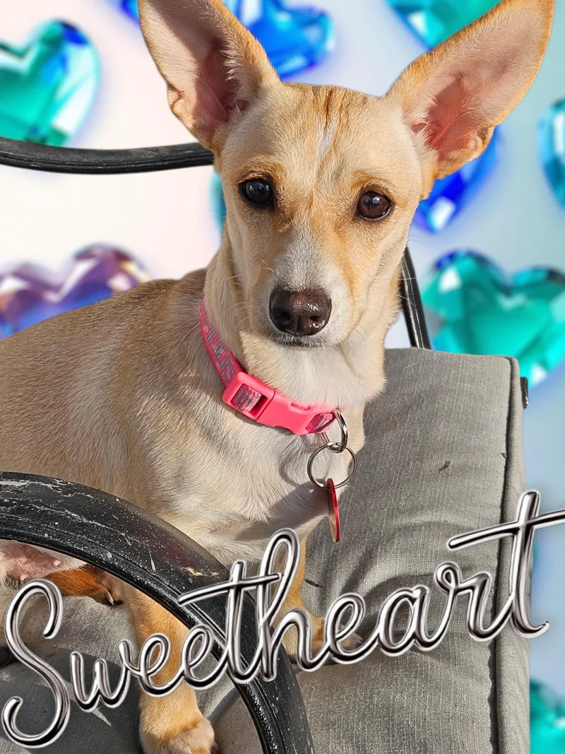 Chiquita D thumbnail 2