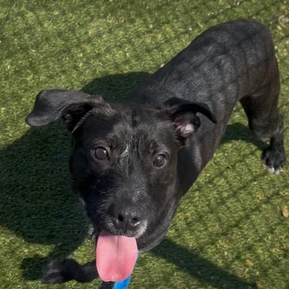 A young medium-sized male Black Mixed Breed dog named Milo for adoption in Philadelphia, PA