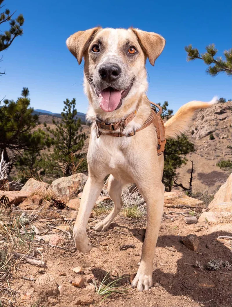 A young medium-sized male Yellow / Tan / Blond / Fawn Shepherd dog named Flash for adoption in Commerce City, CO